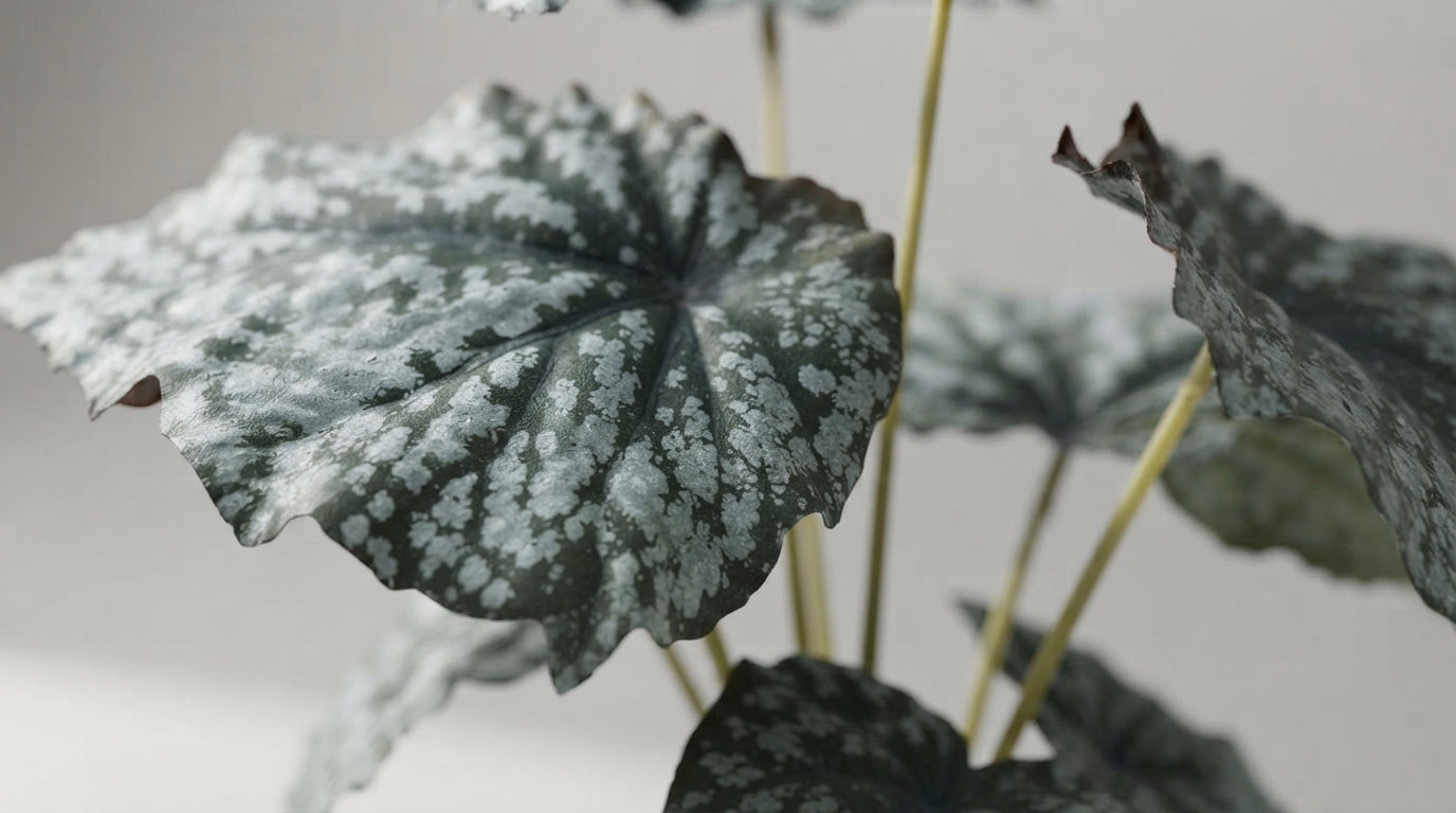 BEGONIA PLANTA ARTIFICIAL EN MACETA